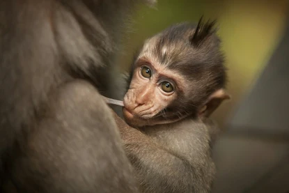 Бали Убуд Monkey Forest 