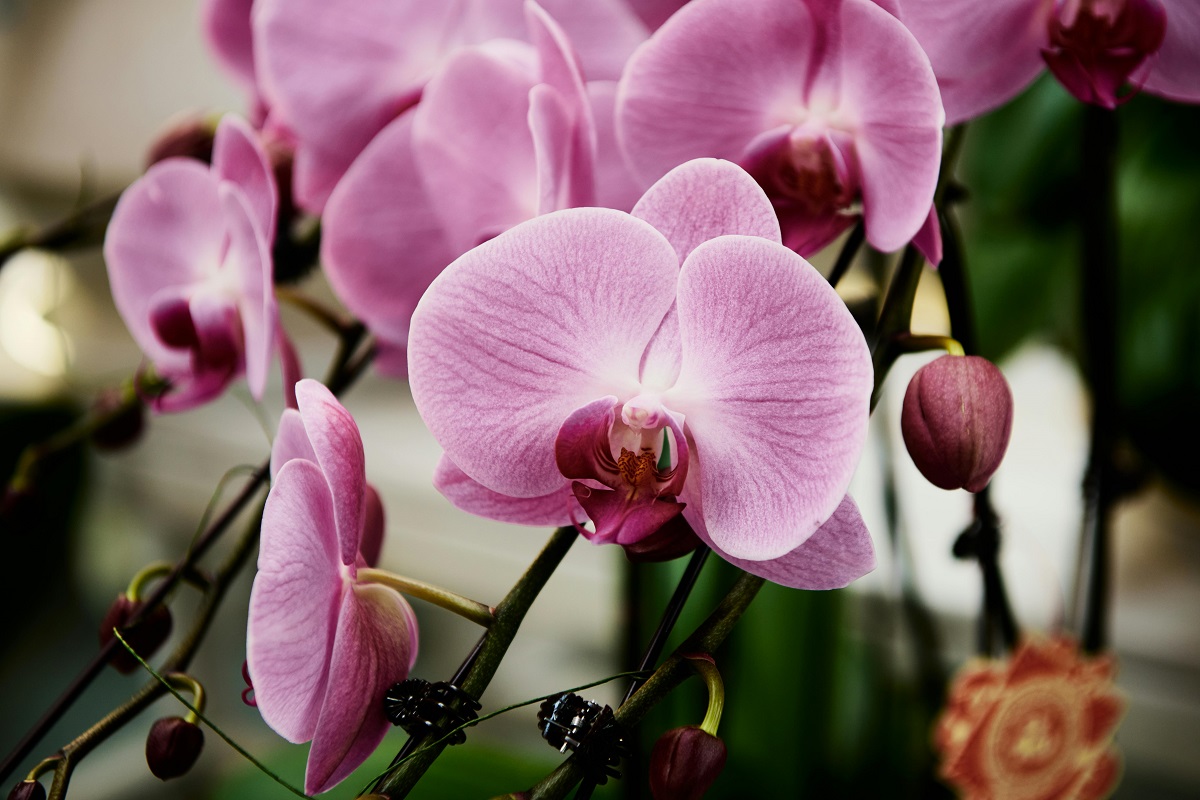 Какви грижи трябва да полагаме за Орхидея Dendrobium